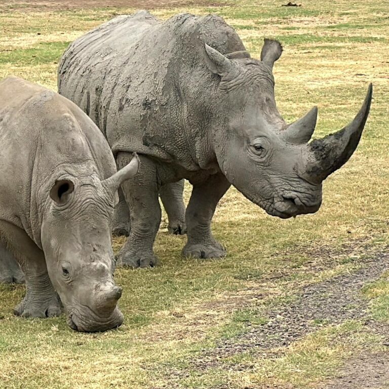 close up of white rhinos grazing in werribee south